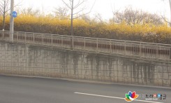 옹벽 세척작업